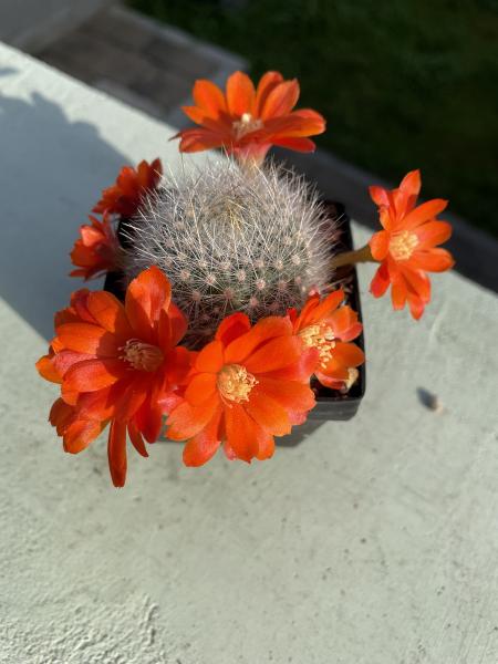 Rebutia fiebrigii